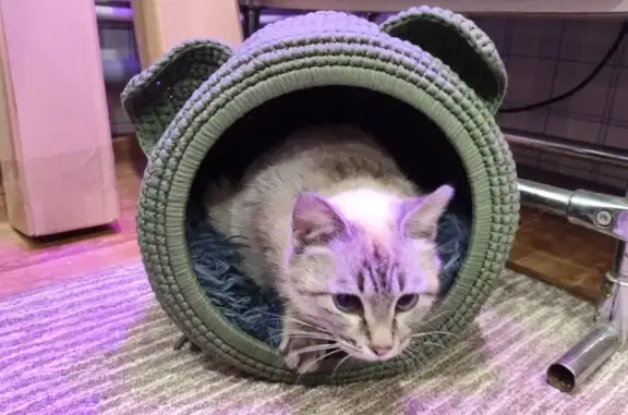 Кошка найдена: Октябрьская, 5,...