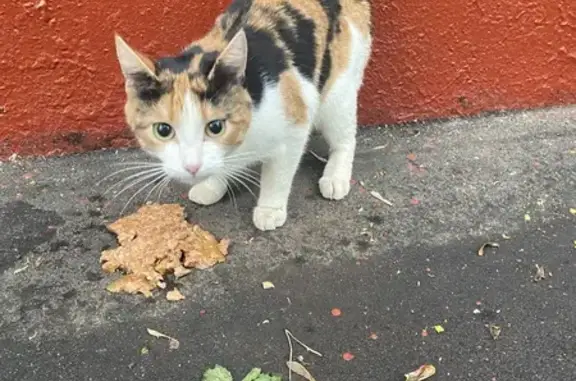 Кошка найдена, Волгоградский п...
