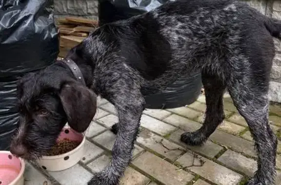 Найдена собака, Москва, фото: Собака найдена: Боровское шоссе, Москва