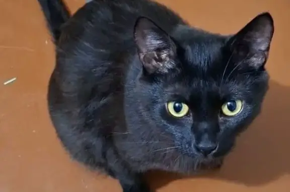 Кошки потеряшки, Екатеринбург, фото: Потеряшка чёрная кошка, Крестинского 59/1