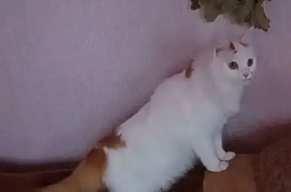 Потерянные животные Новосибирск, фото: Пропала кошка, Гурьевская 162, НСК