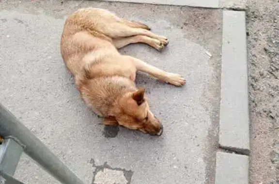 Найдена собака, Панковка, фото: Собака ждет на ост. Мостищи, Панковка