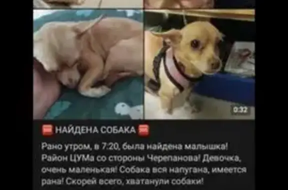Пропала собака, ул. Пятилетки 41, Березники