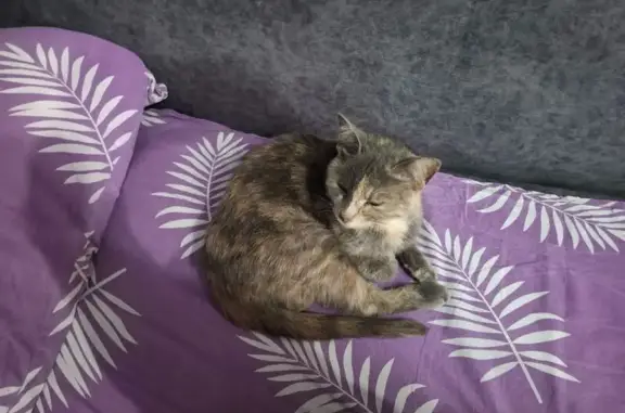 Объявления о пропавших и найденных животных, Великие Луки, фото: Кошка найдена: ул. Маршала Жукова, 18