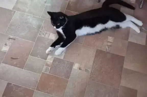 Пропала кошка, ул. Чехова, 1, Грязи