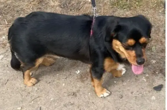 Собака найдена: ул. 3 Интернационала, 35