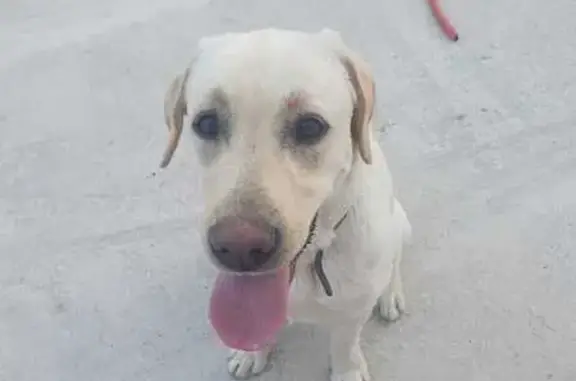 Собаки потеряшки, Борисовка, фото: Потеряшка собака, Агатовая ул. 17, Борисовка