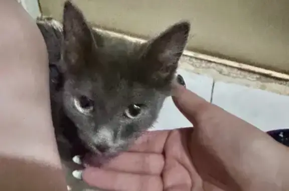 Найдена кошка на ул. Горького, Рязань