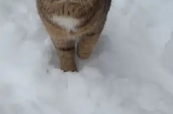 Кошки потеряшки, Ветлуга, фото: Потеряшка кошка на Песочной, 19 в Ветлуге