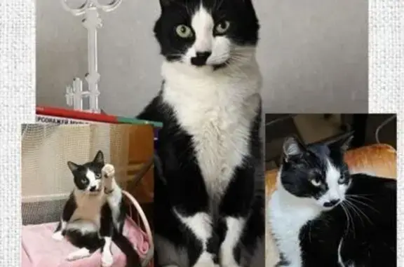 Кошки потеряшки, Москва, фото: Потеряшка кошка, Кантемировская 31к2, Москва