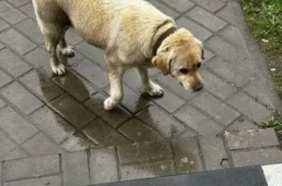 Найдена собака, Раменское, фото: Лабрадор найден на пл. Победы, Раменское