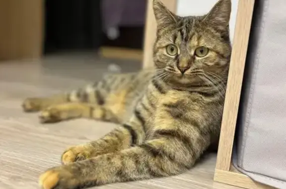 Пропала кошка, Центр. ул., Елец