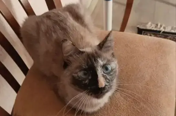 Потерянные животные Северск, фото: Пропала сиамская кошка, ул. Крупской, 22