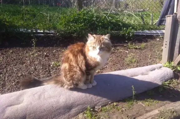 Кошка найдена: ул. Леона Поземского, 126