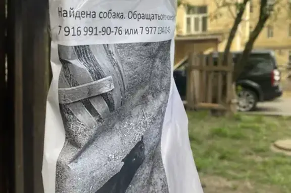 Найдена собака, Москва, фото: Собака найдена: Новослободская 73 с1, Москва