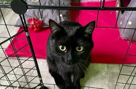 Пропала кошка, ул. Девичье Поле, 3