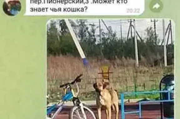 Найдена собака, Бронницы, фото: Найдена собака, Комсомольский пер., 60