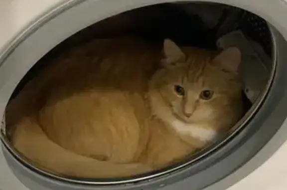 Кошки потеряшки, Томилино, фото: Потеряшка кошка Персик, ул. Ахматовой, 1