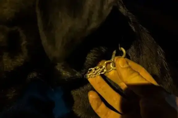 Найдена собака, Пенза, фото: Найден лабрадор, 3-й Окружной пр., 5, Пенза