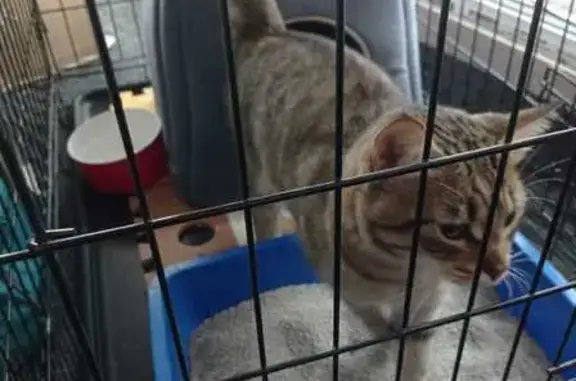 Кошка найдена: Можайское шоссе, 17 к1