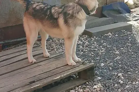 Собака найдена: Ярославль, 4-я Яковлевская, 5