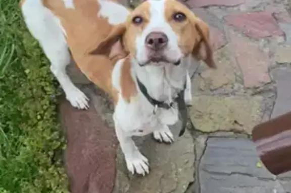 Собака найдена в Кёрше, Тамбовская обл.