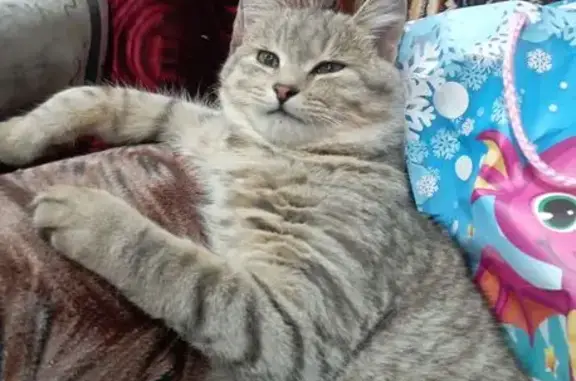 Потерянные животные Воткинск, фото: Пропала кошка на Рубиновой улице, Воткинск