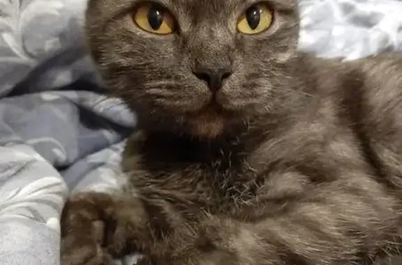 Кошка найдена: пр.Ильича, 59, Н.Новгород