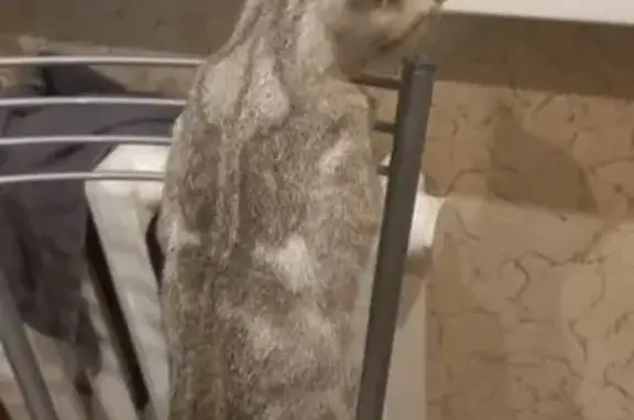 Найденные животные Ачинск, фото: Найдена кошка, Ачинск, Красноярский край