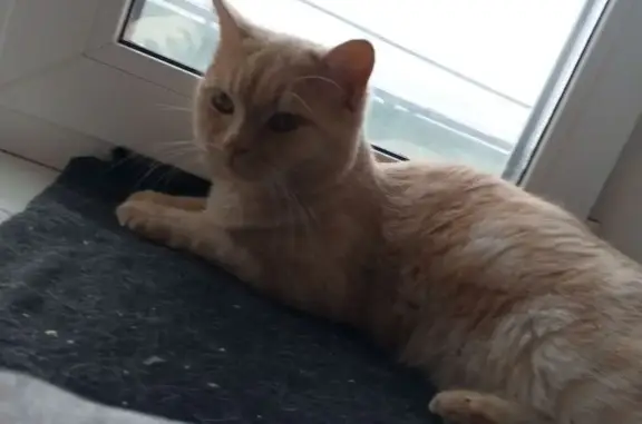 Кошки потеряшки, Клинцы, фото: Потеряшка кошка, Союзная ул., 94, Клинцы