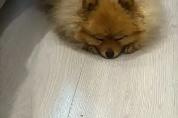 Найдена собака, Архангельск, фото: Найдена собака, ул. Почтовый тракт, 30 к1