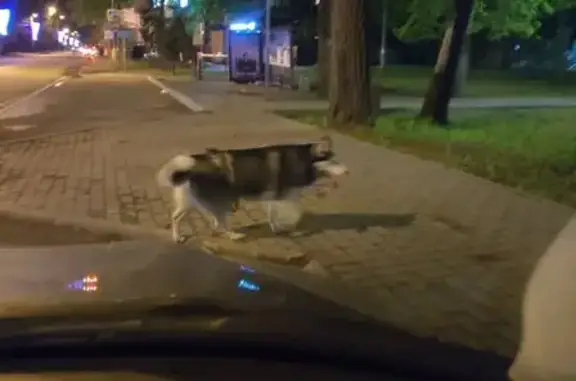 Хаски найдена на Олимпийской аллее, Пенза