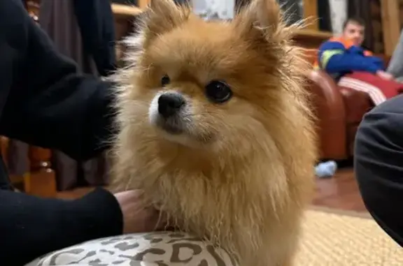 Найдена собака, Московская область, фото: Найдена рыжая шпиц, МО, 01.05.2025