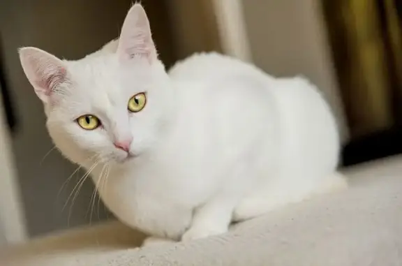 Найдена кошка, Клин, фото: Кошка найдена: ул. 60 лет Комсомола, 16 к1
