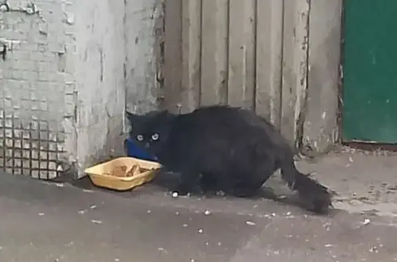 Найдена кошка, Москва, фото: Кошка найдена на Щербаковской, 53 к6