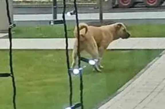 Собака найдена у магазина, Нижние Мнёвники 9