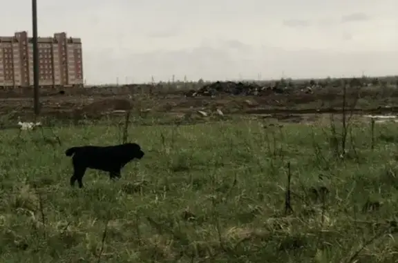 Найдена собака, Йошкар-Ола, фото: Найдена собака у д. 37 ул. Йывана Кырли