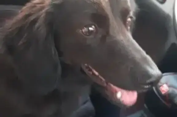 Найдена собака, Хабаровск, фото: Найдена собака, Осенний пер., 1А, Хабаровск