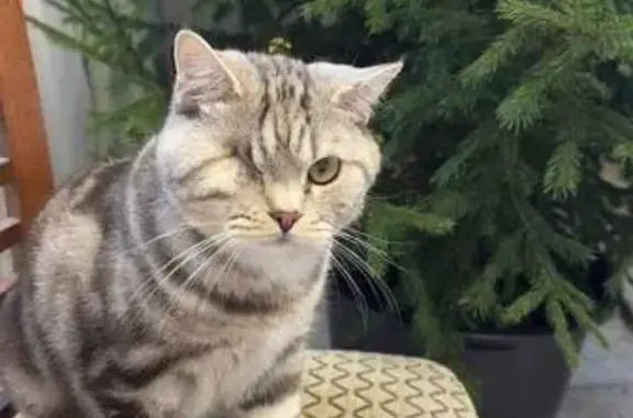 Кошки потеряшки, Кострома, фото: Потеряшка кошка, Хвойная ул. 21, Кострома