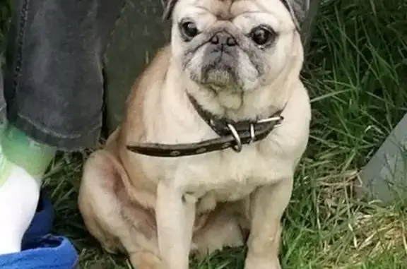 Найдена собака, Юркинское, фото: Собака найдена в Юркинском, Марий Эл