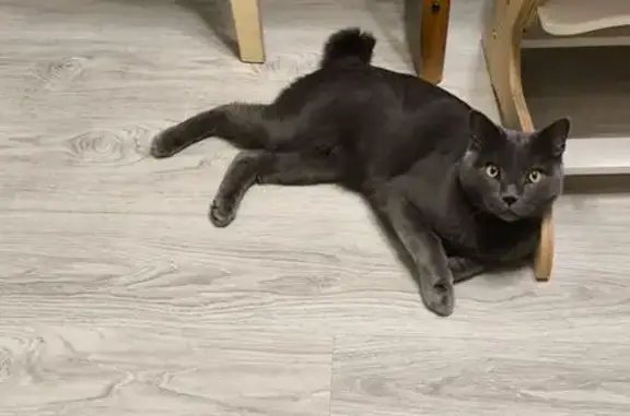 Кошки потеряшки, Новосибирск, фото: Потеряшка кошка, Золотодолинская 9, Нск