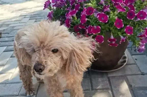 Собаки потеряшки, Барнаул, фото: Потеряшка собака, Сапфирная 21, Барнаул