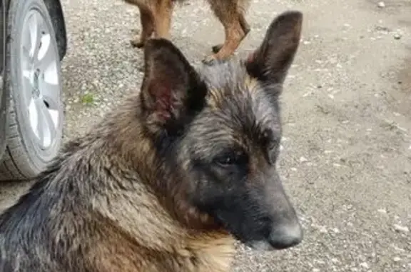 Найдена собака, Краснодар, фото: Овчарки найдены на Арбатской, 36/1, Краснодар