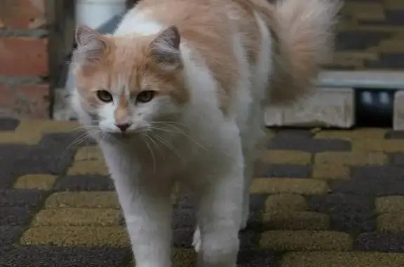 Пропала кошка, ул. 8 Марта, 51Б, Аксай