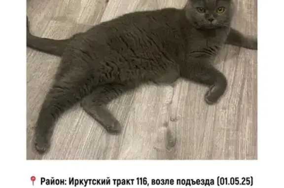 Найденные животные Томск, фото: Найдена кошка, Иркутский тракт 116, Томск