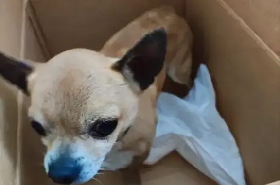 Найдена собака, , фото: Найдена собака у ЗАГСа, ул. Карла Маркса, 100