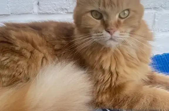 Кошки потеряшки, Краснодар, фото: Потеряшка рыжая кошка, ул. Куникова, 18 к2