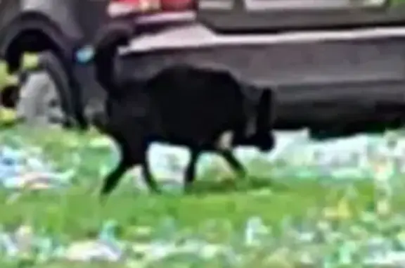 Собака найдена на Лесной улице, Москва