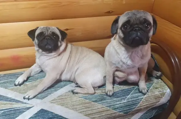 Собаки потеряшки, Иркутск, фото: Собаки пропали: Иркутск, 2-я Аларская, 57Б