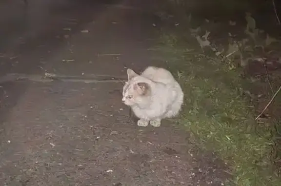 Кошка найдена: Народная ул., 5, Новокузнецк